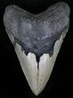 Giant, Serrated Megalodon Tooth - North Carolina #29235-1